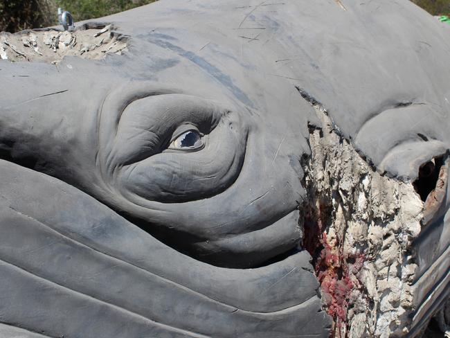 Willy the whale ... three tonnes of traffic-stopping foam, steel and rubber.