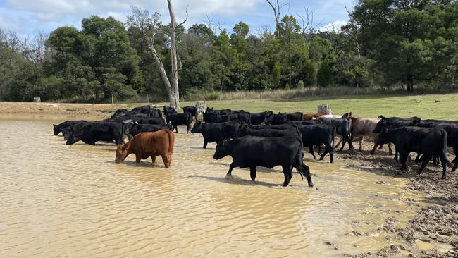 Farm dam. Photo: Blue Carbon Lab/ supplied