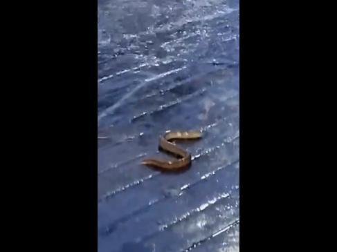 Eel washes up on pavement and scares girls who thought it was a snake