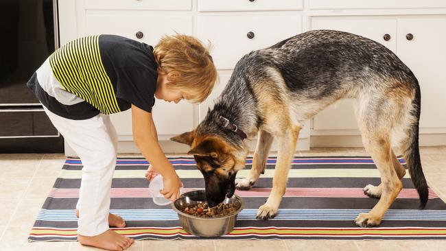 Real Pet Food will be officially for sale this year. Picture: iStock