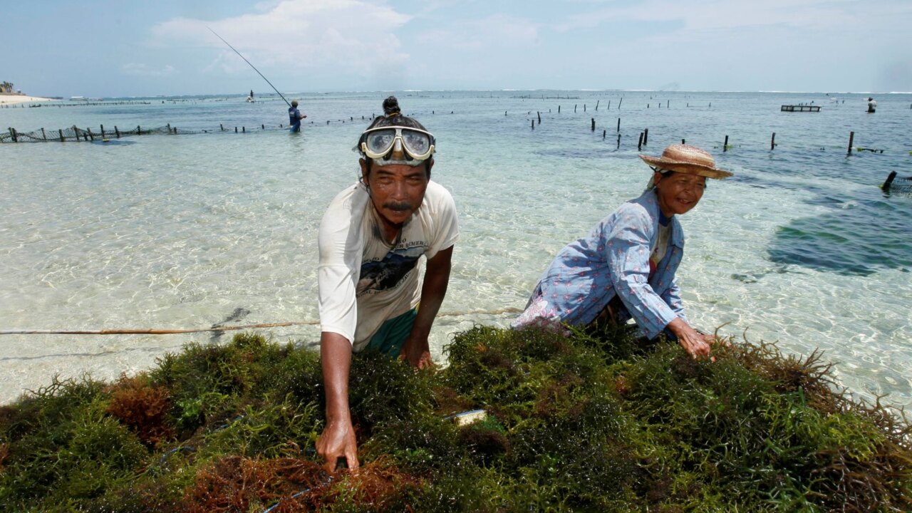 Plastic made from seaweed could help fight against pollution