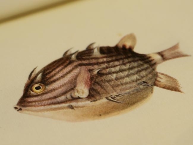 A fish from Gould’s <i>Sketchbook of Fishes</i>.
