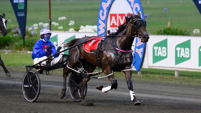 Minstrel needs a top-three finish in the final Inter Dominion heat to make the final. Picture: HRNSW