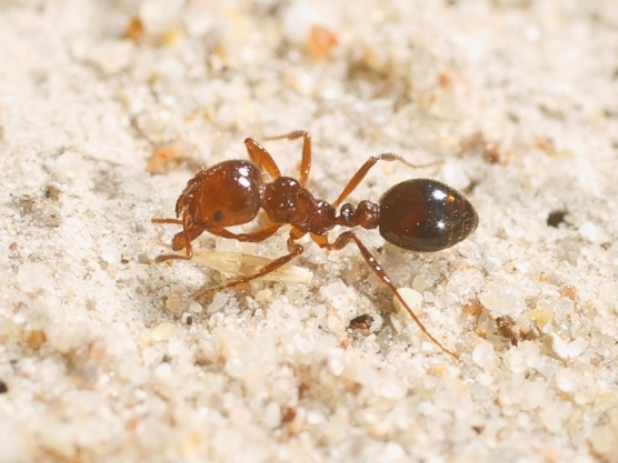 Why it will take years to eradicate fire ants in the Lockyer