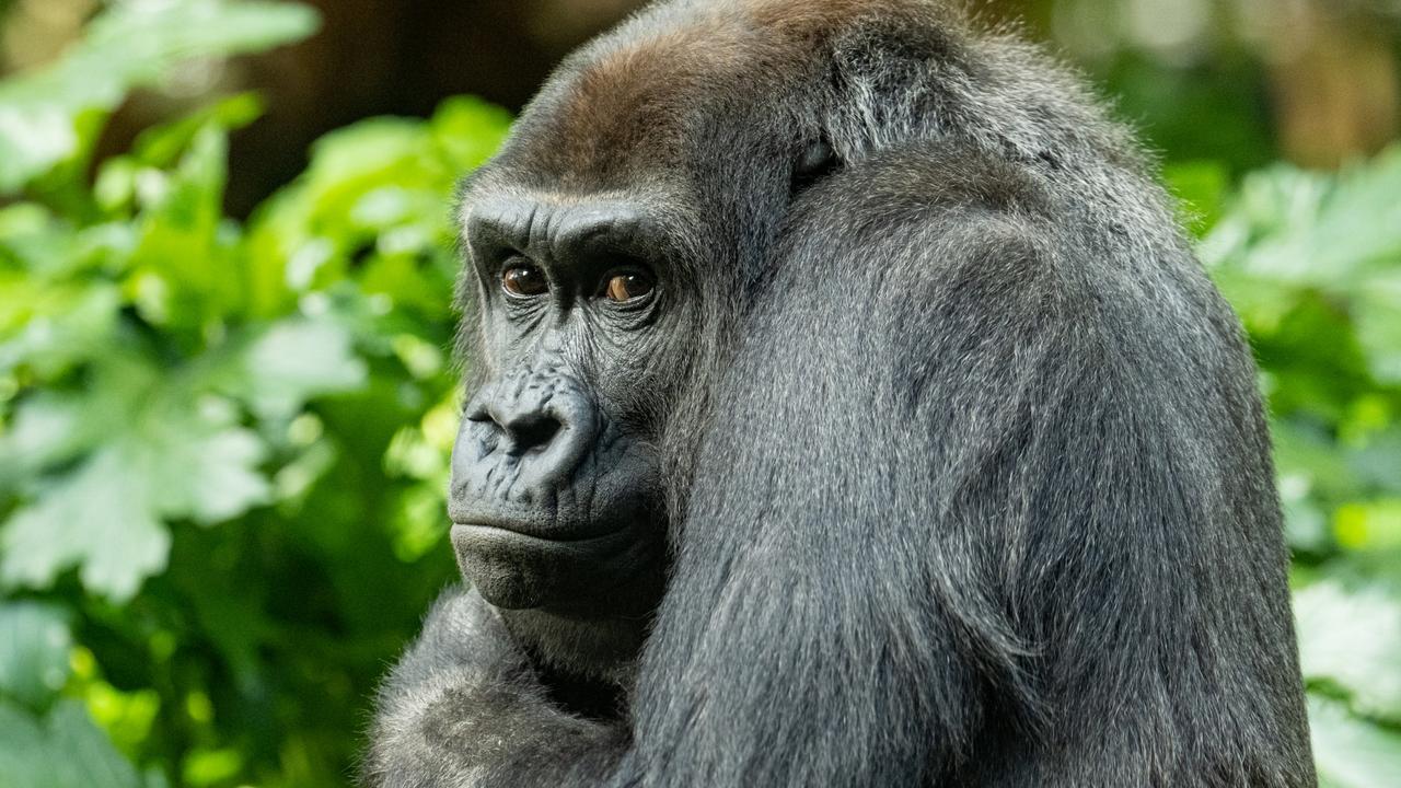 Aussie Zoo shocked by gorilla’s death