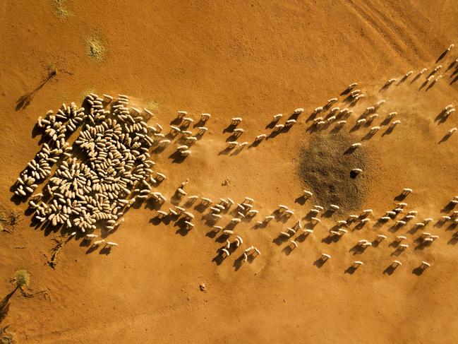 LOUTH, AUSTRALIA - JANUARY 16: Sheep are fed on the Lelievre property on January 16, 2019 in Louth, Australia. Stuart Lelievre, wife Gabbie and their boys, feed all of their sheep due to dire drought conditions. The feeding is time consuming and a financial burden and they are dealing with issues of physical and emotional exhaustion as a result. Apart from the ongoing drought, Gabbie is outraged that her boys don't have access to clean water for showers. She likens it to a third world country. Local communities in the Darling River area are facing drought and clean water shortages as debate grows over the alleged mismanagement of the Murray-Darling Basin. Recent mass kills of hundreds of thousands of fish in the Darling river have raised serious questions about the way WaterNSW is managing the lakes system, and calls for a royal commission. (Photo by Jenny Evans/Getty Images)