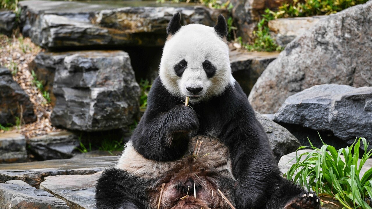 Pandas Wang Wang and Fu Ni depart Australia after 15 years | Sky News ...