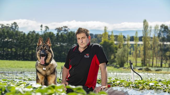 Yarra Valley Strawberries owner Bruno De Ingeniis is worried he may have to plough in his crop if the strawberry market doesn’t improve. PicturE: Zoe Phillips