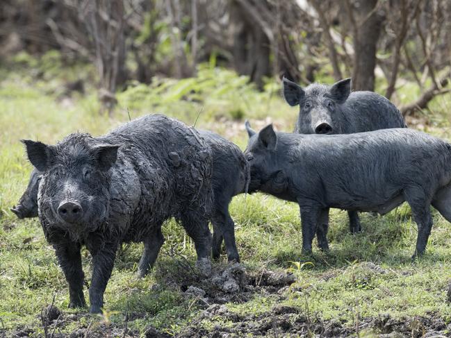 Feral pigs are causing chaos in regional NSW.