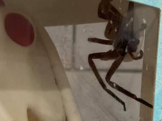 A Sydney mum found a gigantic huntsman inside her gingerbread house after receiving her woolies delivery