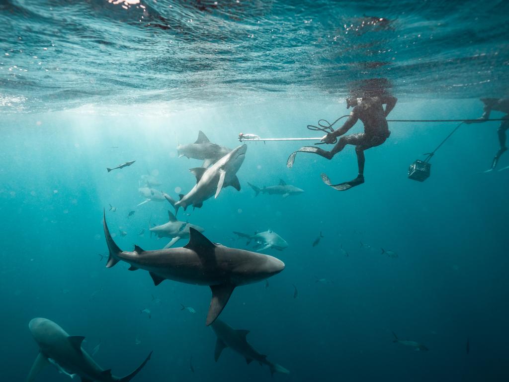 The species is found in tropical and warm temperate waters worldwide. Picture: supplied/Breakout Productions