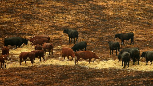 A Need for Feed Hay Convoy provides much needed relief to the isolated town of Buchan in the aftermath of the Victorian Bushfire crisis. Picture: Mark Stewart