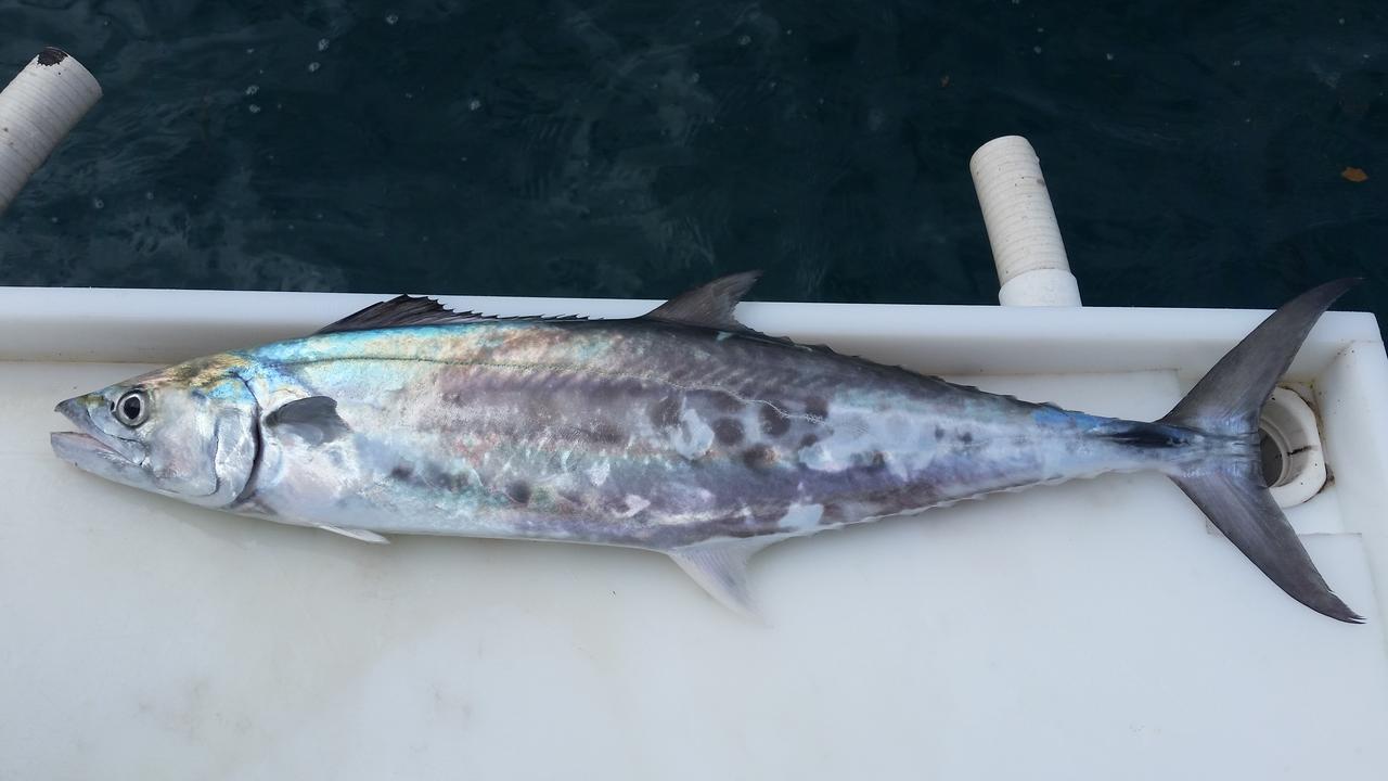 Moreton Bay: Fish continue to bite despite winter hitting | The Courier ...