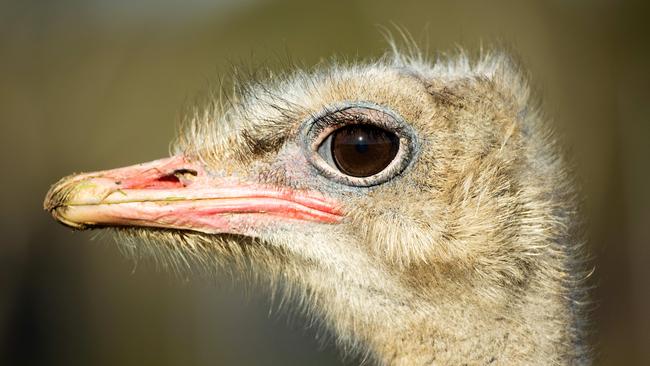 Cheeky Ostrich at Werribee Open Range Zoo. Picture: Mark Stewart