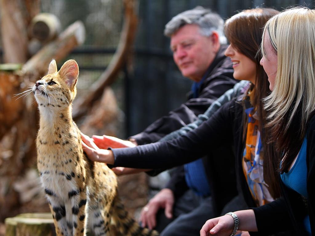 You can pat a serval at the Werribee Open Range Zoo.