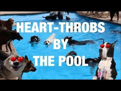 Cool Dogs Hanging Out By the Pool. Credit - Various via Storyful