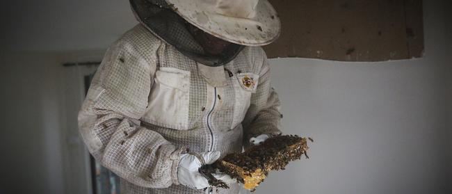 Carl Skinner removes a colony from a Mt Druitt home. Picture: Carmela Roche