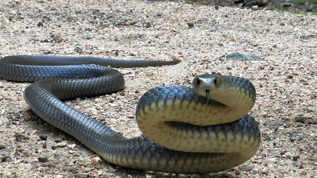 The dog copped a nasty bite from a brown snake. 