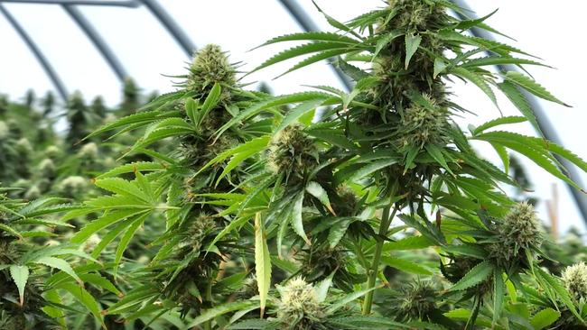 An illegal cannabis plants pictured inside a greenhouse during an unrelated drug bust. Picture Queensland Police