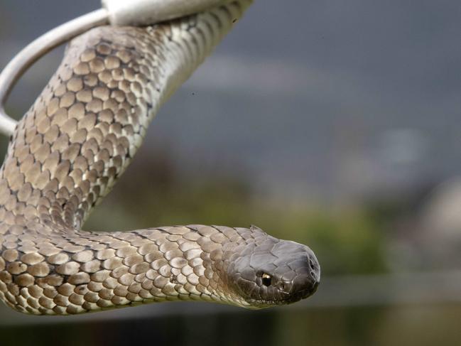 Child bitten by deadly snake in NSW