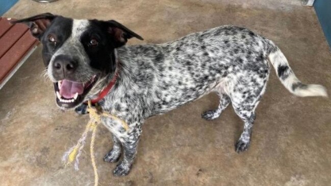 Blue Heeler puppy Little Girl was euthanised by the Palmerston pound after her owner could not be contacted. Owner Chris says he tried to ring the pound but never got a call back. Picture: Supplied.