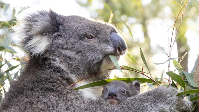 Australia’s environment laws do not adequately protect koalas, the Greens have warned.