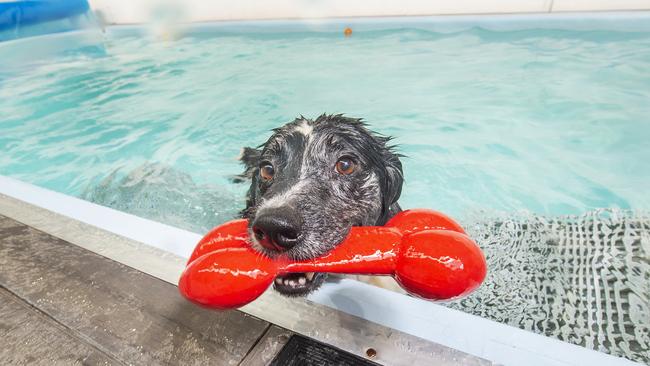 One of the clinic’s happy customers. Picture: Rob Leeson.