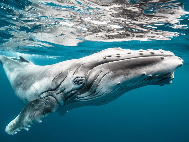 HASSELBLAD ANNOUNCES WINNERS OF MASTERS AWARDS 2018. Wildlife category- Karim Iliya - Haiku, USA