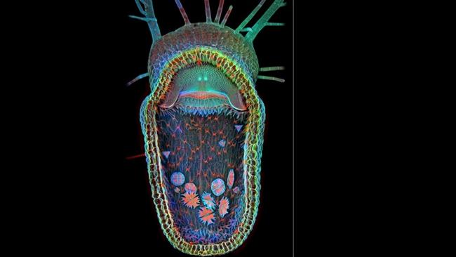 The competition-winnig shot of a carnivorous plant with single-cell organisms inside by Dr Igor Siwanowicz. Source: supplied