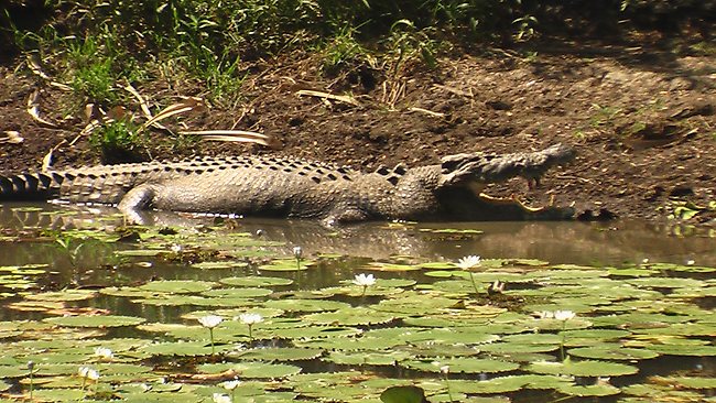 crocodile kakadu