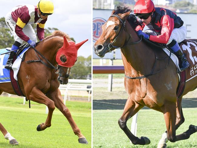 Trainer John O'Shea has a big opinion of Linebacker (left) and Snow In May, who both return from spells at Royal Randwick on Saturday. Pictures: Bradley Photos