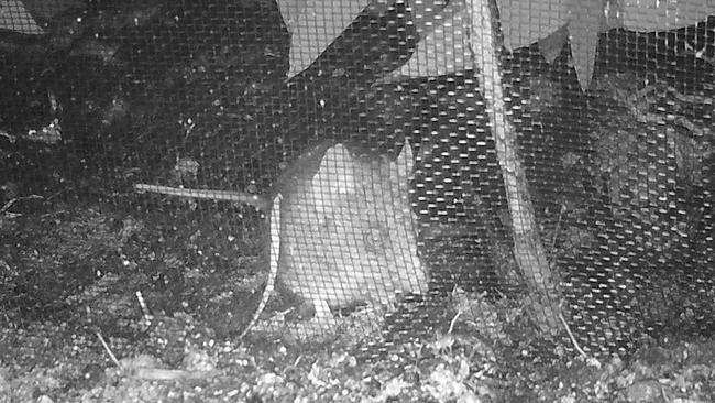 The Kangaroo Island dunnart has now been spotted venturing onto burnt land. Picture: Facebook/Kangaroo Island Land for Wildlife