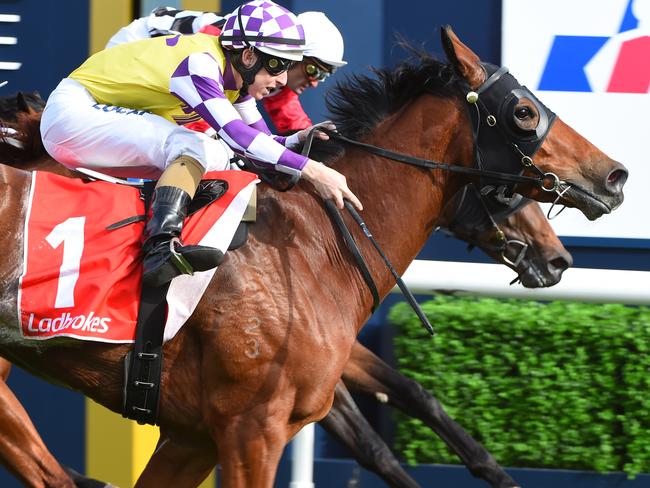 Damian Lane and Sacred Elixir combine to claim the Caulfield Guineas Prelude. Picture: Getty Images