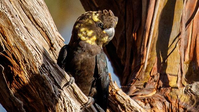 A glossy black cockatoo at Western River, Kangaroo Island. Picture: Matt Turner