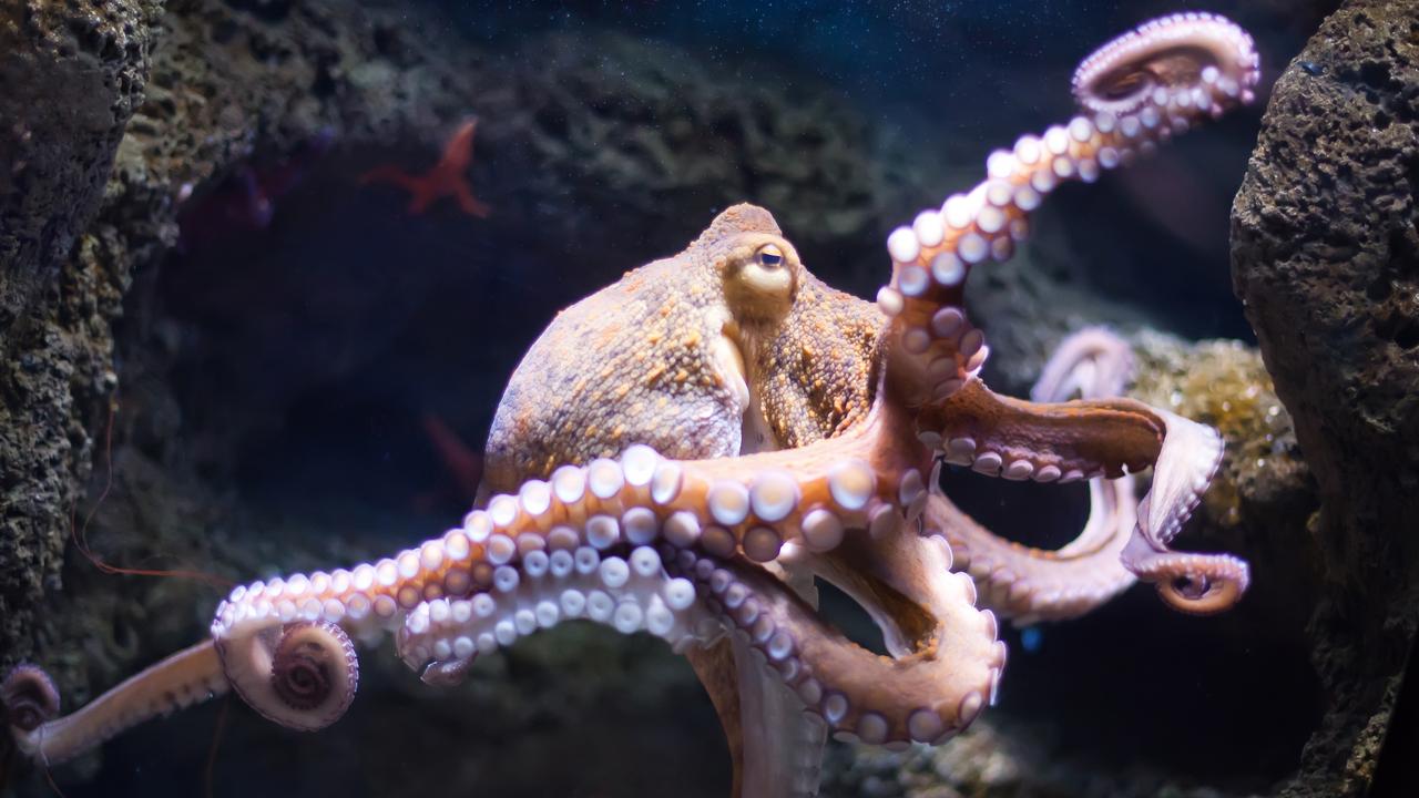 Scientists believe the octopus could be an alien that arrived on earth ...