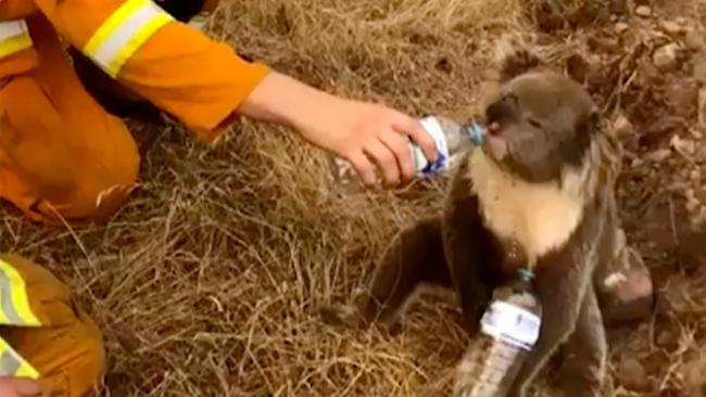 In this image made from video taken on Dec. 22, 2019, and provided by Oakbank Balhannah CFS, a koala drinks water from a bottle given by a firefighter in Cudlee Creek, South Australia. Image: Oakbank Balhannah CFS via AP, File.