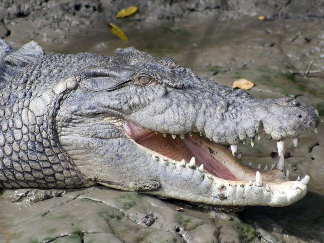 Croc attacks man on river cruise