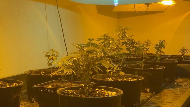 The cannabis plants found in Worrall’s home in May 2019. Credit: NSW Police