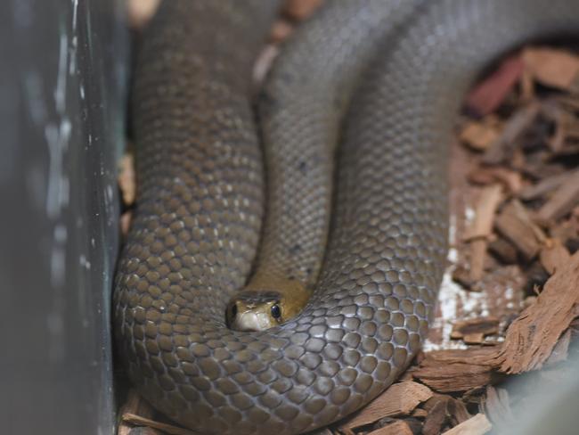 Spate of snakebites despite changing season