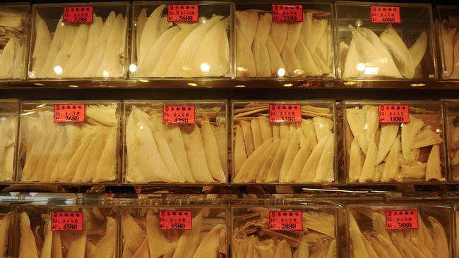 Shark fins are a delicacy, used in many Asian dishes including soup.