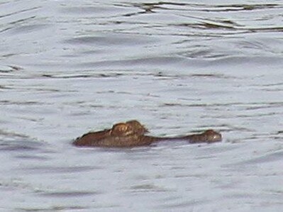 A crocodile spotted swimming in flood waters behind Rosebery Primary School