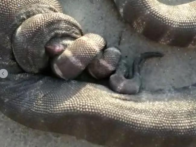 Two file snakes mating in a rare sighting on a beach in Port Douglas in 2020. Picture: Shane Down