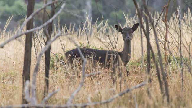 Police are set to crack down on illegal deer hunters. File image