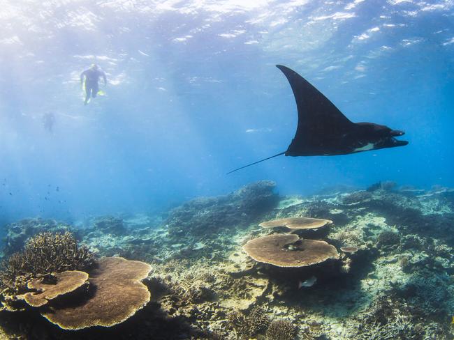 Great Barrier Reef: Wildlife off Heron and Lady Elliot islands | escape ...