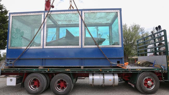 The 5m great white shark was caught in South Australia in 1998. Picture: Ian Currie