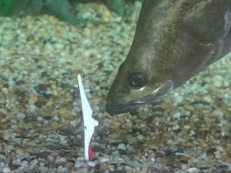 The first time its owner saw the fascinating feeding behaviour was when a peg accidentally fell into the tank and the barra couldn't work out whether it was good to eat or not. Picture: Helifish