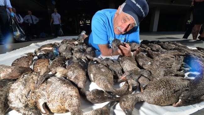 Bodies Of Dozens Of Dead Ducks Dumped Outside Premier Dan Andrews ...