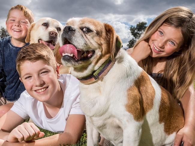 Research shows pets are good for kids. Sinicco siblings Fletcher, 9, Elliot, 13 and Greta, 8 with their rescue dog pets - labrador Bruce and pug/beagle Pumpkin. Picture: Jake Nowakowski