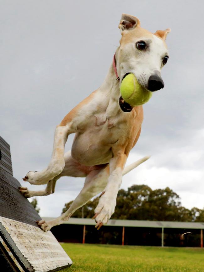 Dog shows are a regular event at the showground. Picture: Angelo Velardo