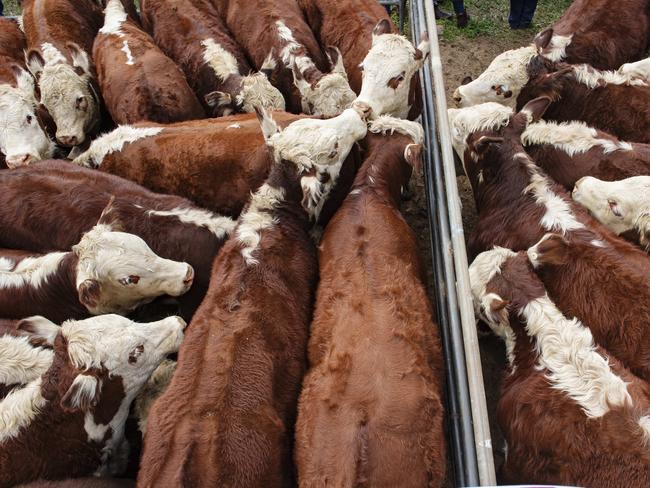 NEWS: High country weaner sales 2021Ensay sale Wednesday.PICTURED: Generic Livestock. Cattle sale. Saleyards. Mountain cattle. Hereford.PICTURE: ZOE PHILLIPS